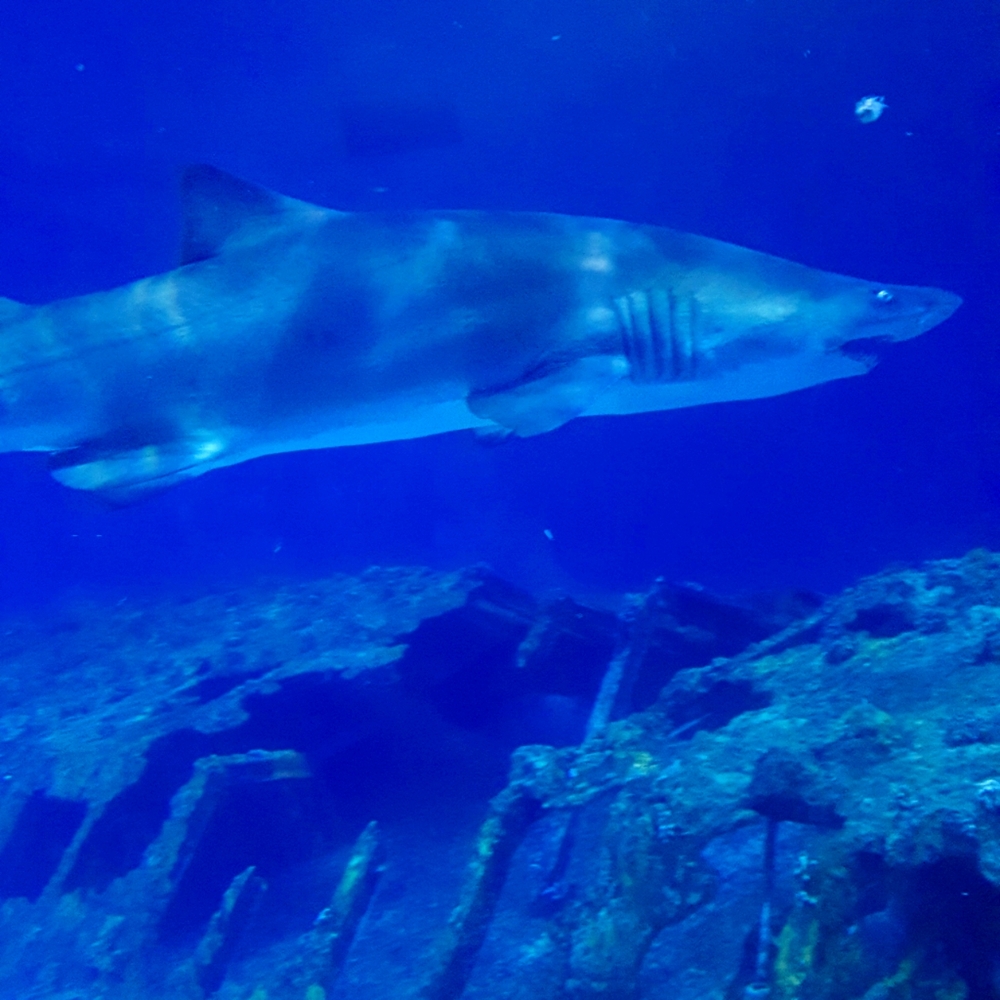 Meet your Posher, George